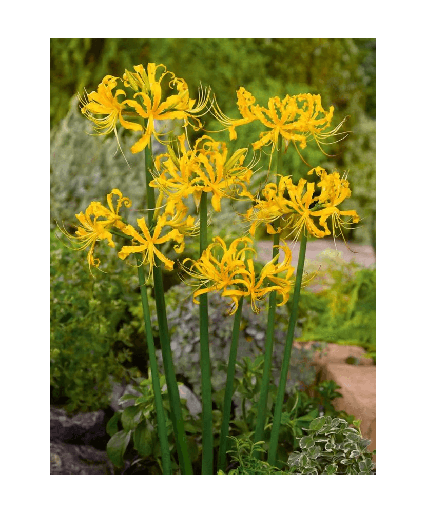 Bulb, Lycoris Aurea Galben, bulb, calibru 10/+