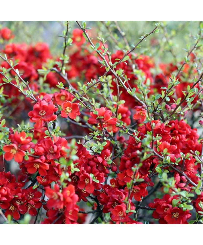 Planta Gutui japonez pitic, Chaenomeles japonica Sargentii P9, ghiveci 9cm