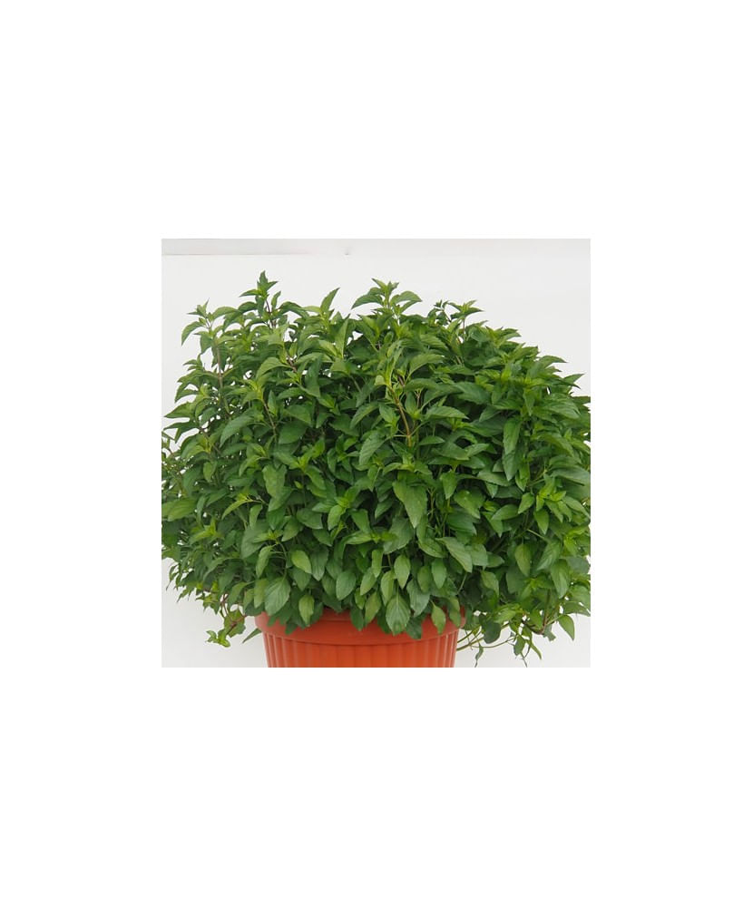 Planta la ghiveci, Menta lamaioasa, Menta cu aroma de lamaie, Ghiveci 8 cm