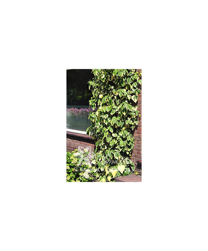 Planta, Specie ornamentala, Hedera colchica Dentata Variegata, ghiveci C2 litri