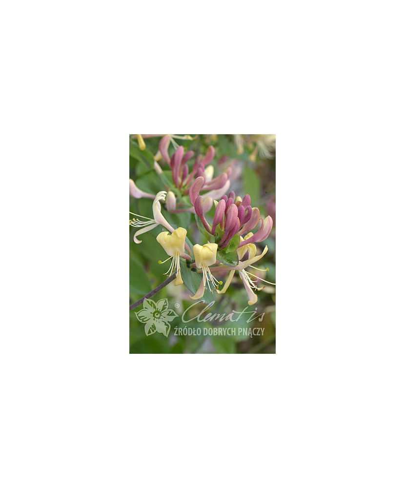 Planta, Specie ornamentala, Lonicera caprifolium, ghiveci P9 litri