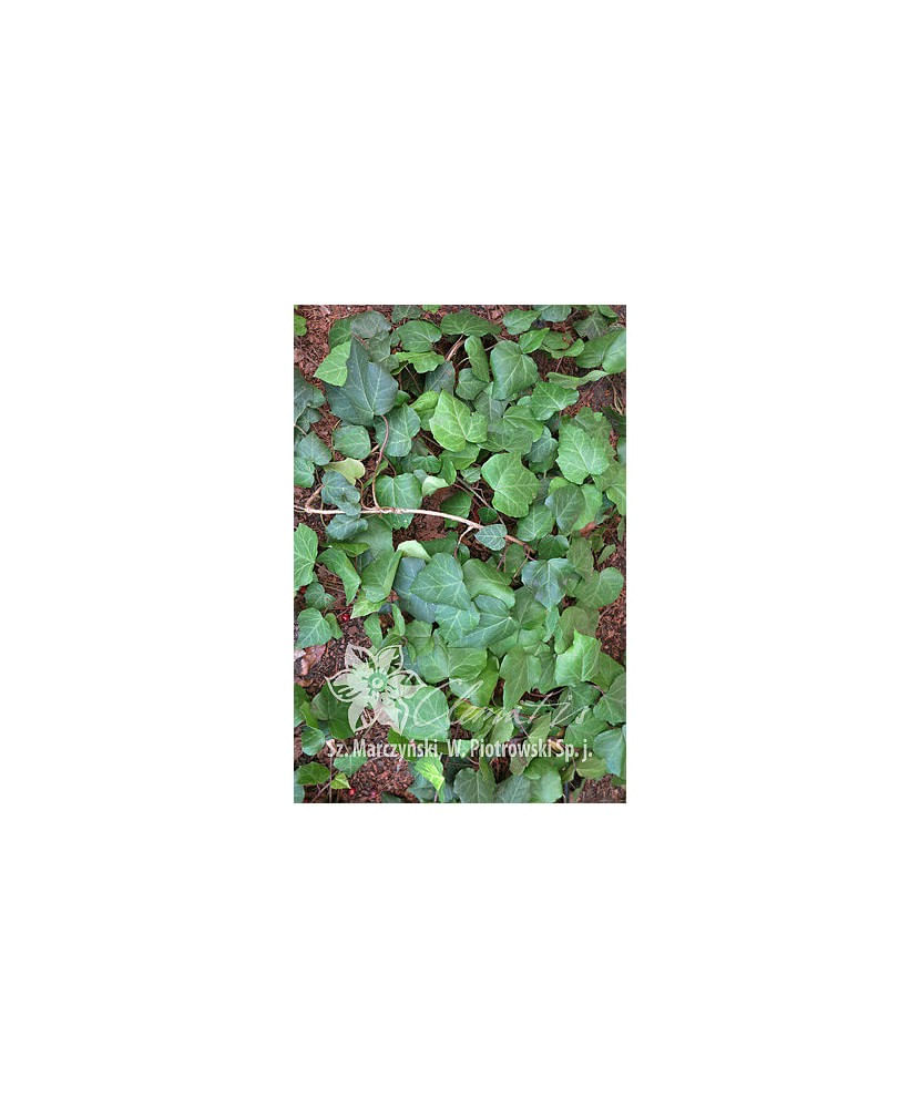 Planta, Specie ornamentala, Hedera colchica Dentata, ghiveci C2 litri