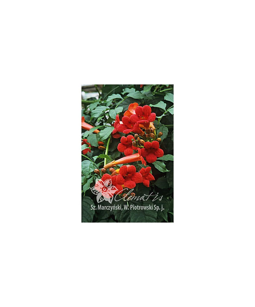 Planta, Trambita Flamenco, Campsis radicans Flamenco, ghiveci C2 litri