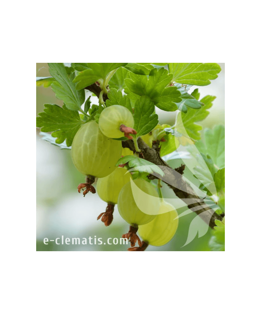 Planta, Agris verde Hinnonmaki, Ribes uva-crispa Hinnonmaki Gron, ghiveci C2 litri