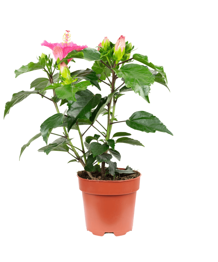 Planta la ghiveci, Hibiscus, Ghiveci 22 cm