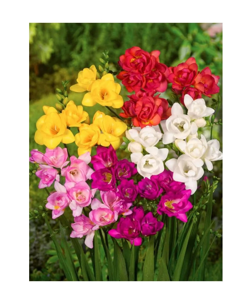 Bulbi Freesia Double Mixed, Frezia dubla mix, 10 bulbi, 5/6 N