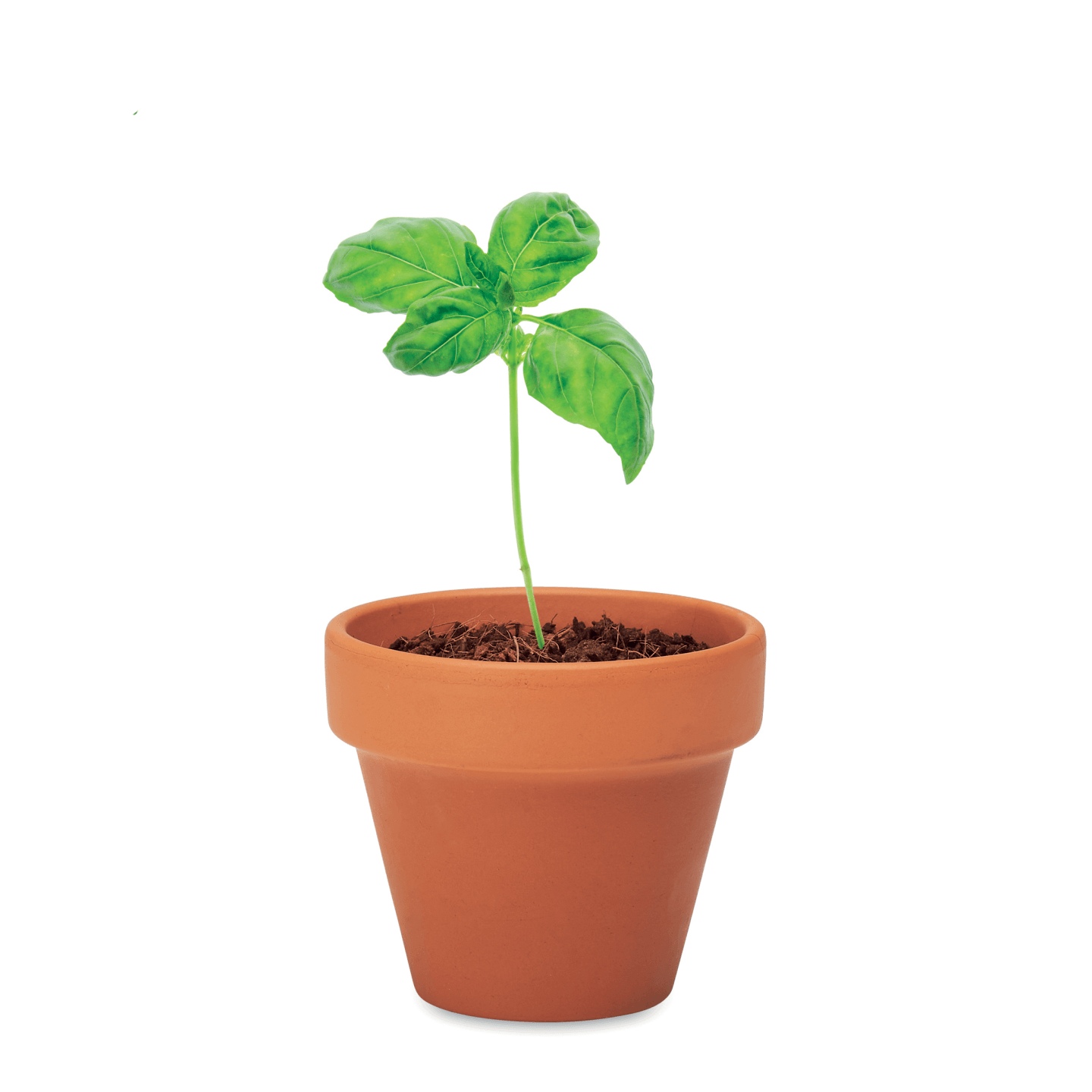 Kit Gradinarit, Ghiveci de Teracota cu Seminte de Busuioc, 5x6x5.5 cm — imaginea 2
