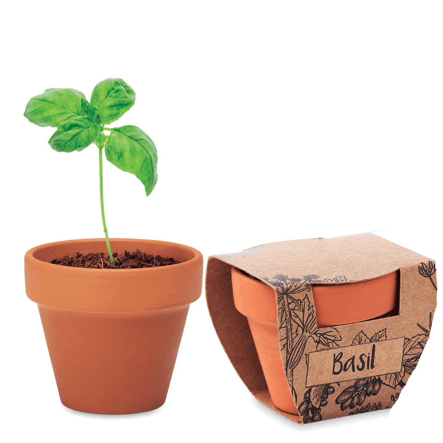 Kit Gradinarit, Ghiveci de Teracota cu Seminte de Busuioc, 5x6x5.5 cm — imaginea 3