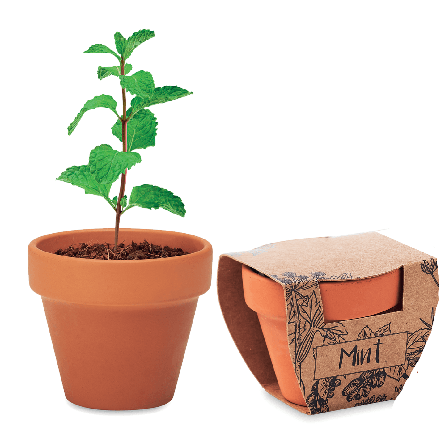 Kit Gradinarit, Ghiveci de Teracota cu Seminte de Menta,, 5x6x5.5 cm — imaginea 3