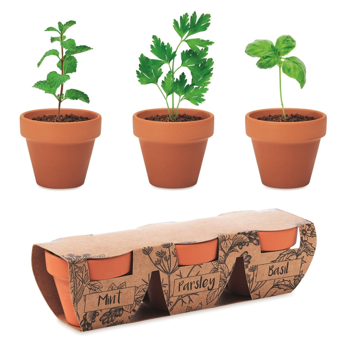 Kit Gradinarit, 3 Ghivece de Teracota cu Seminte de Menta, Patrunjel, Busuioc, 6x19x5 cm — imaginea 2
