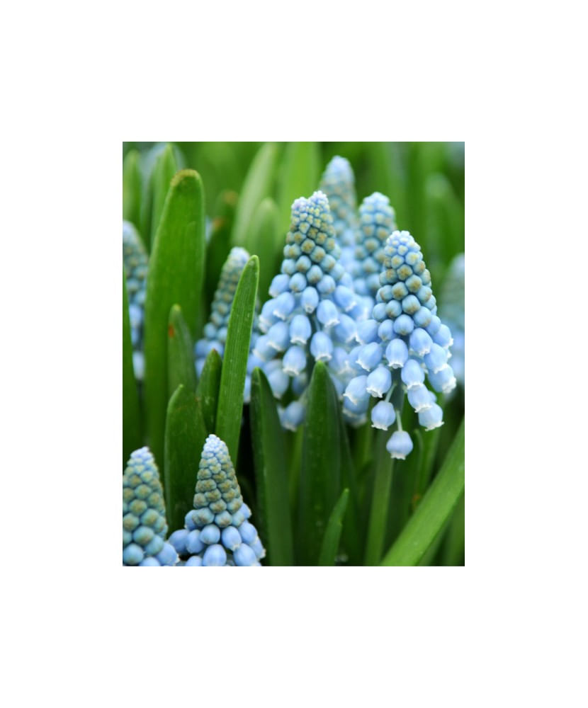 Muscari Ocean Magic 9/10, 10 bulbi — imaginea 2