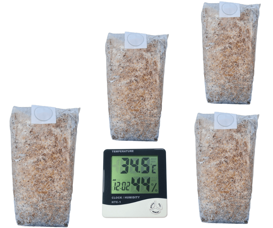Set 5 Saculeti pregatiti Pleurotus + termometru igrometru LCD