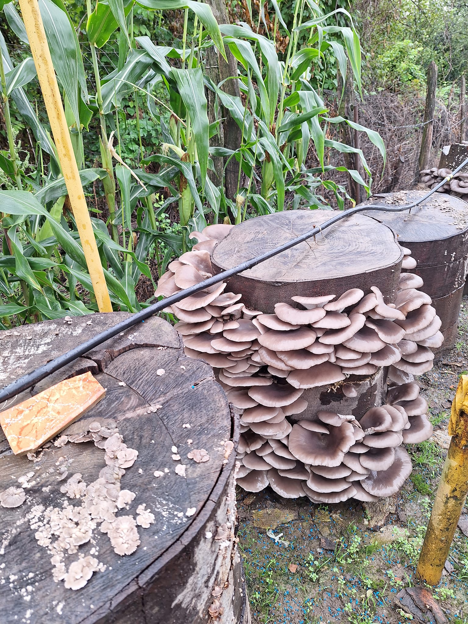 PACHET OFERTA COMPLET – Cultivare Ciuperci Pleurotus - imagine 2