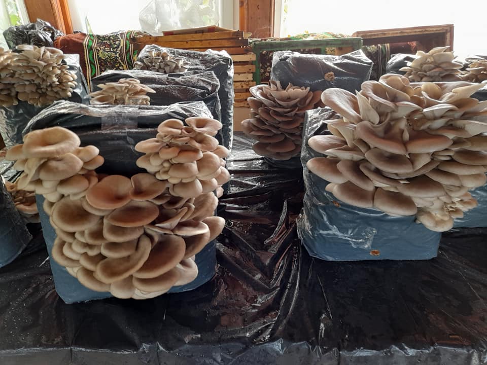 PACHET OFERTA COMPLET – Cultivare Ciuperci Pleurotus - imagine 3