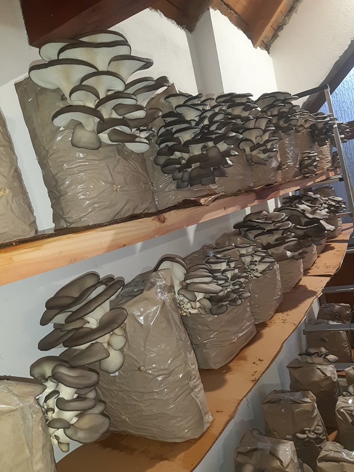 PACHET OFERTA COMPLET – Cultivare Ciuperci Pleurotus - imagine 5