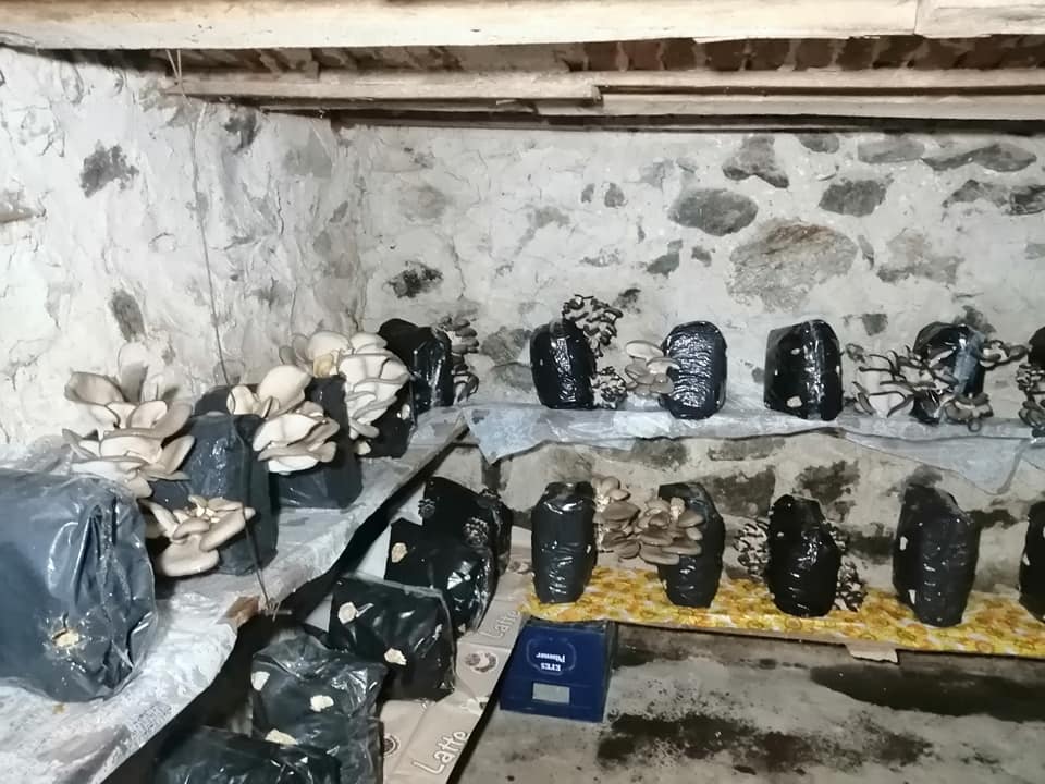Set: 2 pungi x 10 litri ( Miceliu Pleurotus + Higrometru & Termometru + Ghid de Cultivare - imagine 5