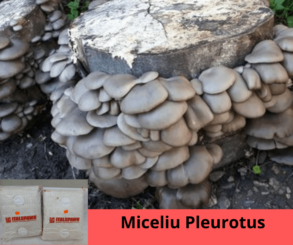 Set: 2 pungi x 10 litri ( Miceliu Pleurotus + Higrometru & Termometru + Ghid de Cultivare - imagine 7