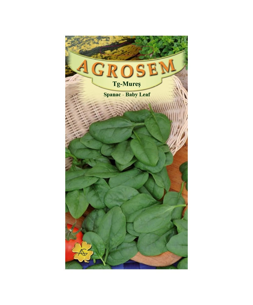 Seminte,Spanac Baby leaf 8gr — imaginea 2