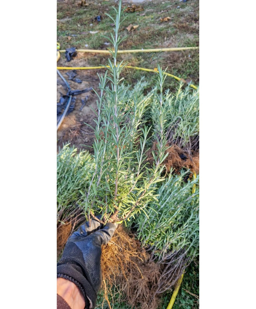 Planta aromatica, Rozmarin romanesc, ghiveci 10cm - imagine 2