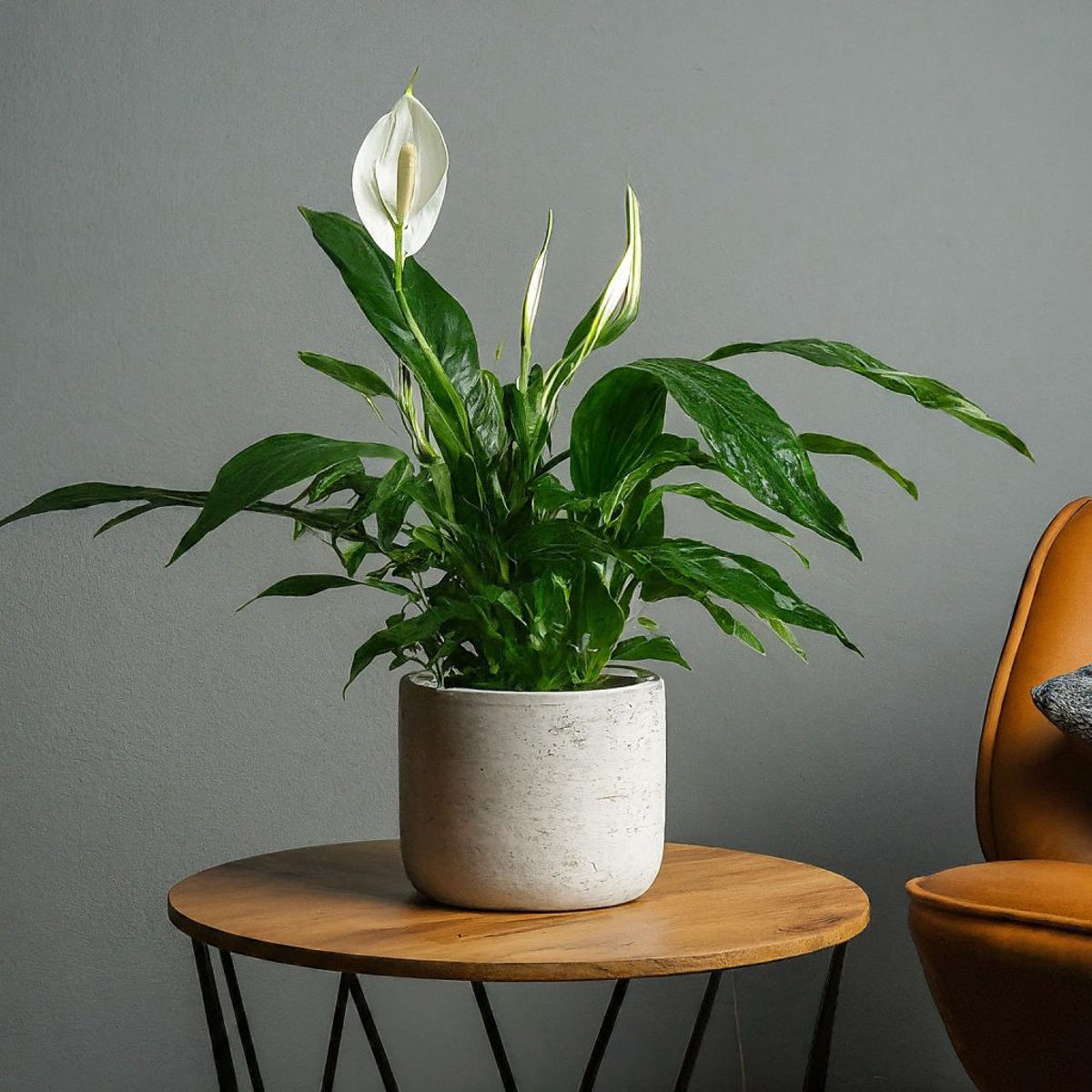Crinul Pacii, Spathiphyllum natural, H50 cm