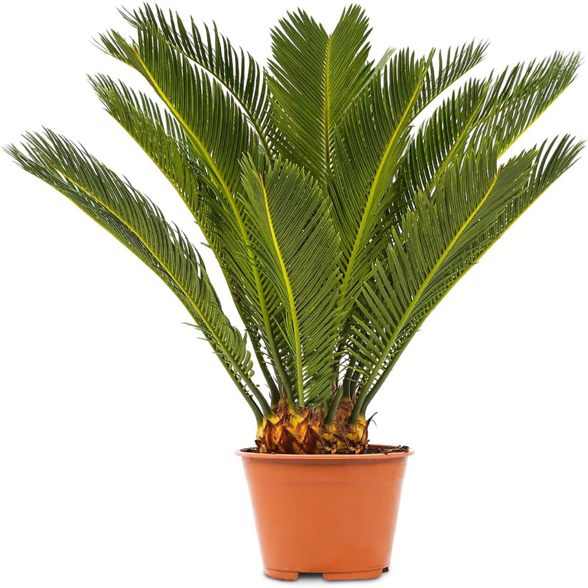Planta naturala Cycas Dixiestore, H 60CM