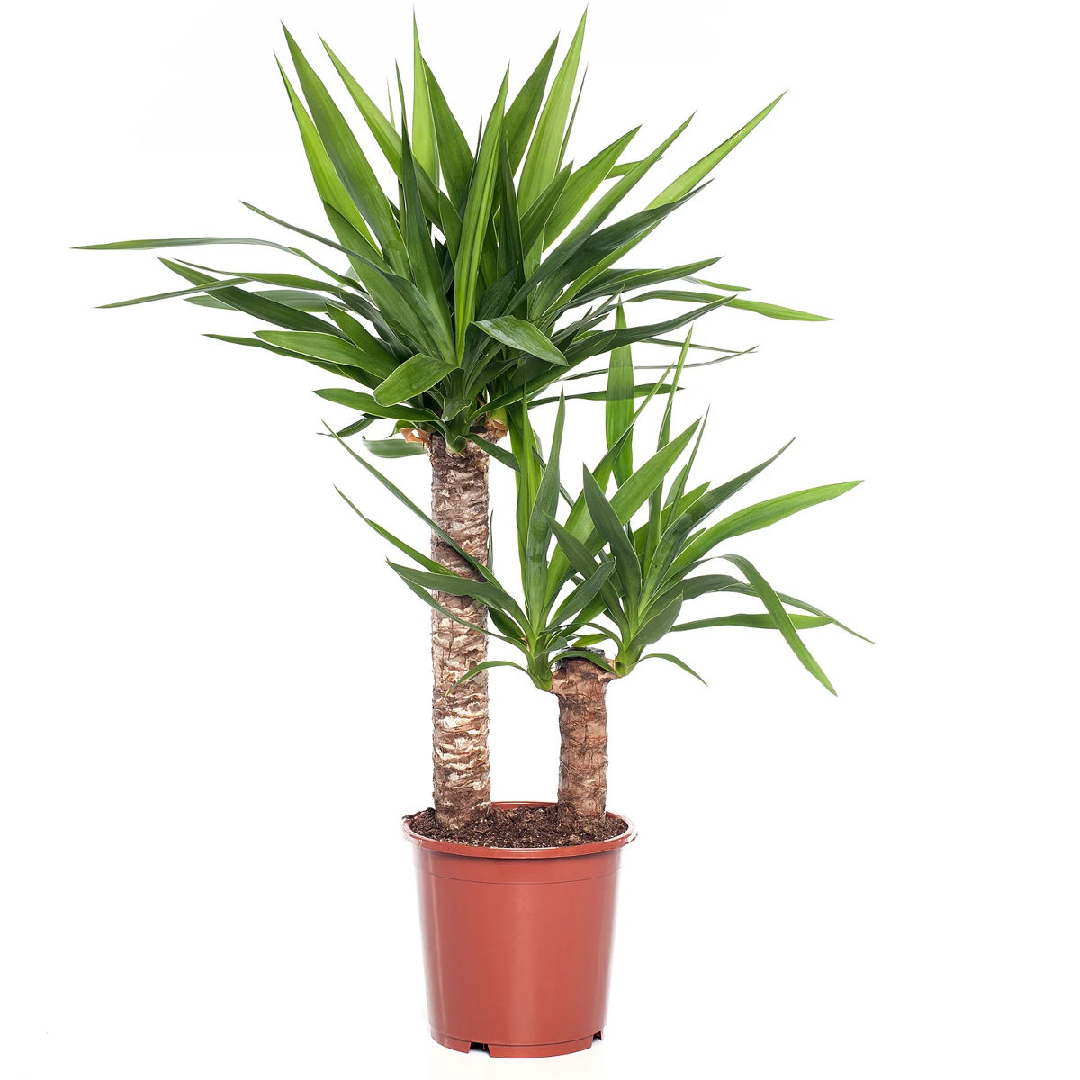 Planta Yucca pentru interior, H 75 cm