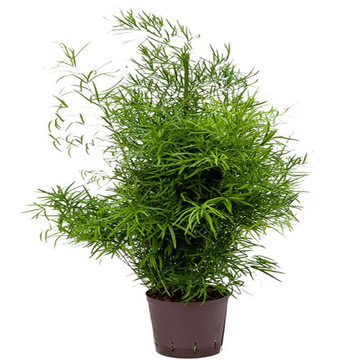 Planta naturala Asparagus Cwebe Dixiestore, H 40 cm