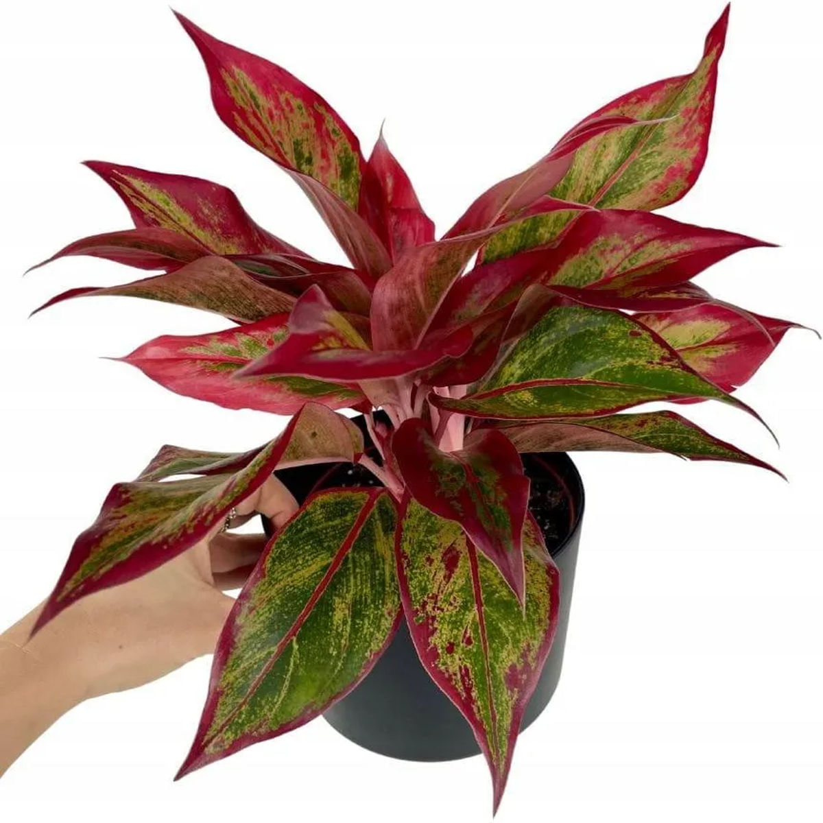 Planta norocului și a armoniei, Aglaonema rosie, H 45 cm