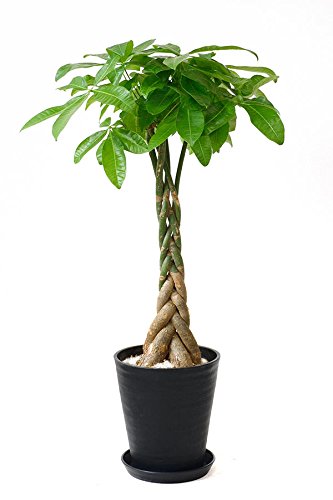 Arborele Banilor Pachira Aquatica, Tulpina Impletita 100-110 cm