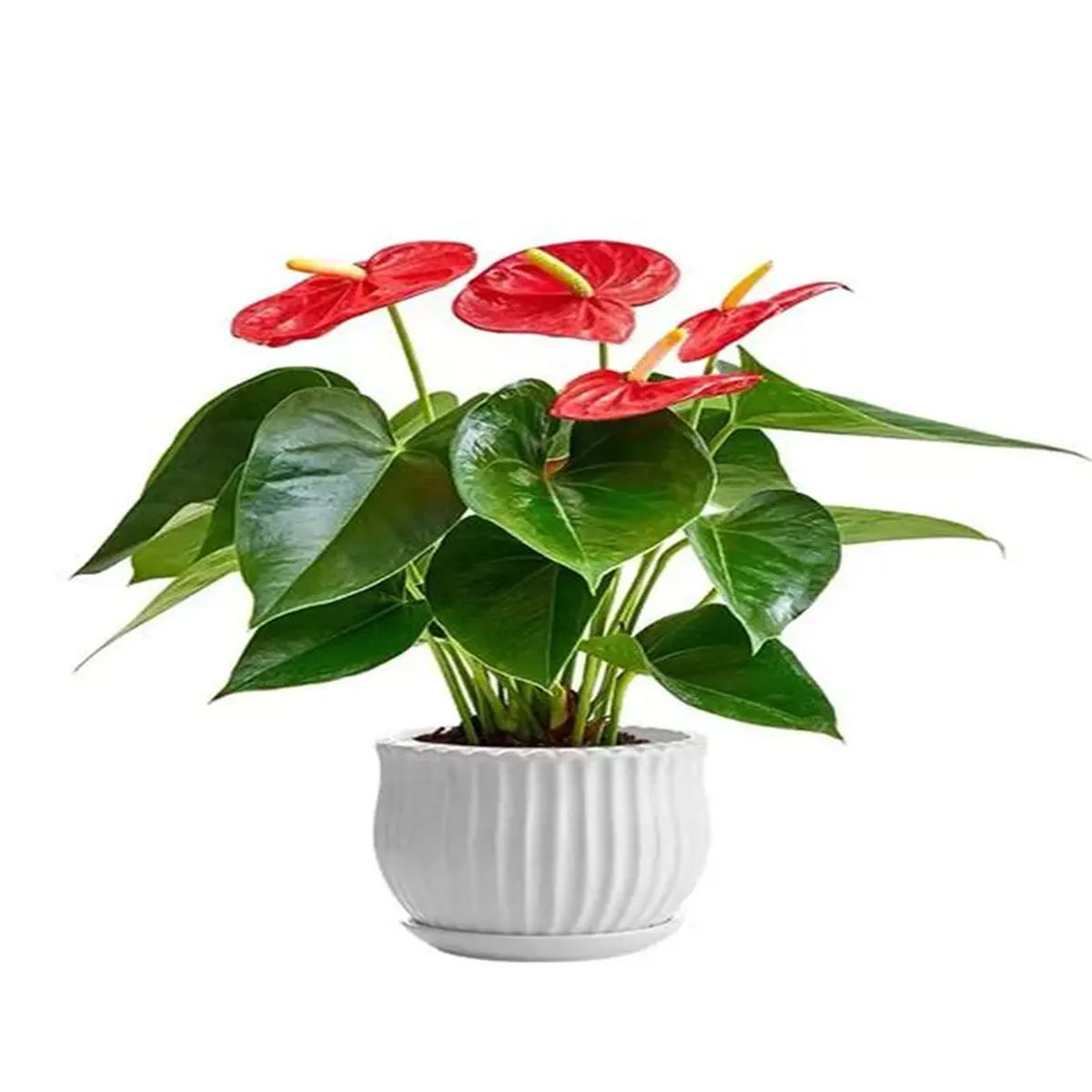 Floarea Flamingo, Anthurium andreanum, H 45CM
