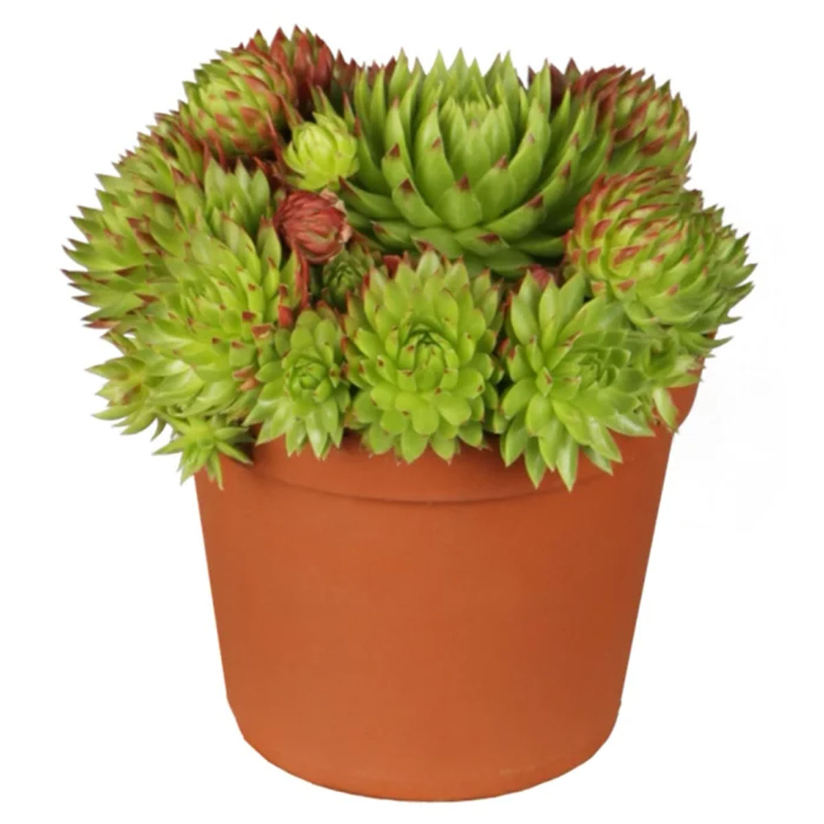 Suculenta Sempervivum tectorum, planta naturala