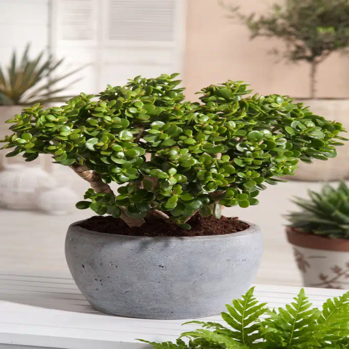 Arborele de Jad Norocos, Crassula Ovata, H 35cm