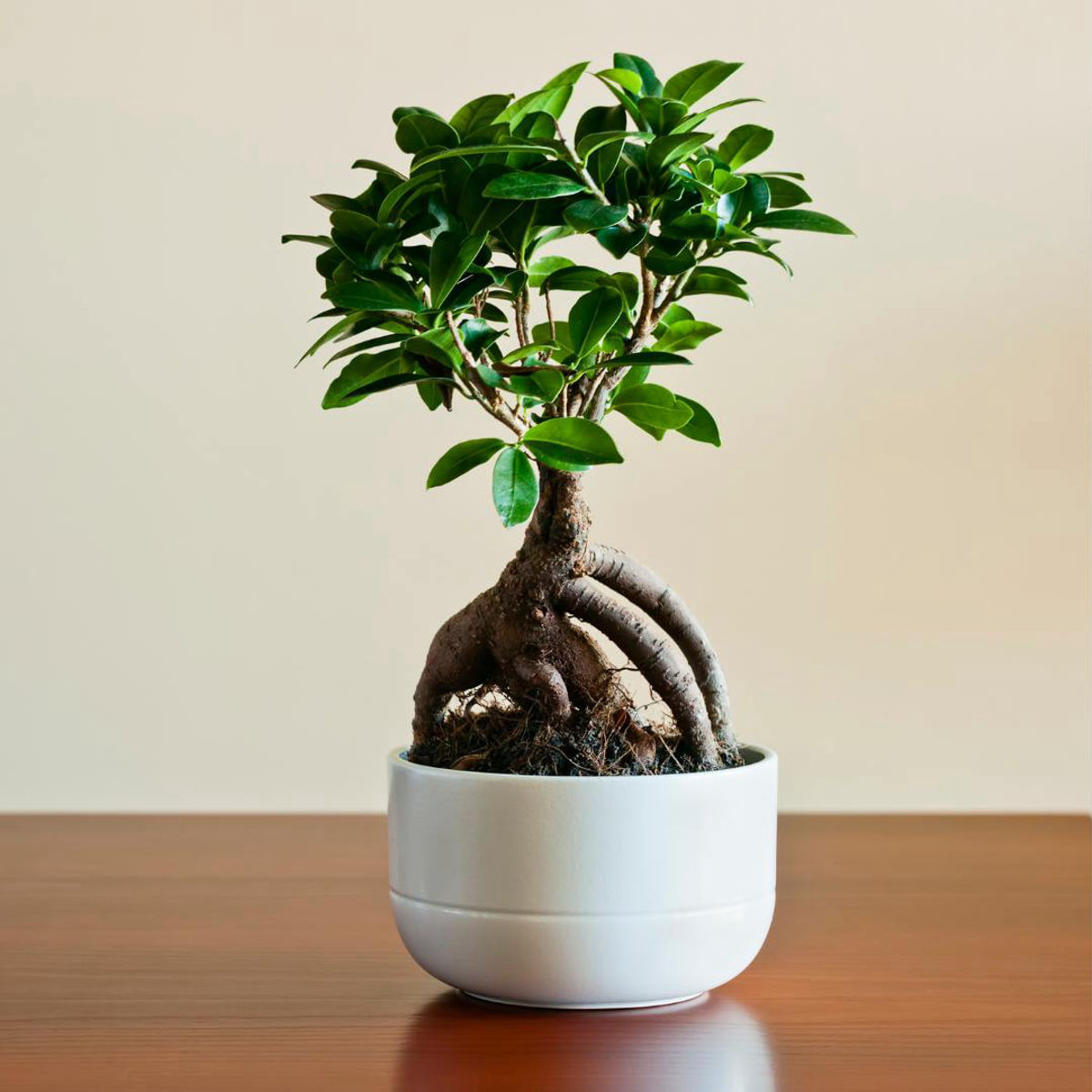 Ficus Microcarpa Ginseng, H 30-40 cm