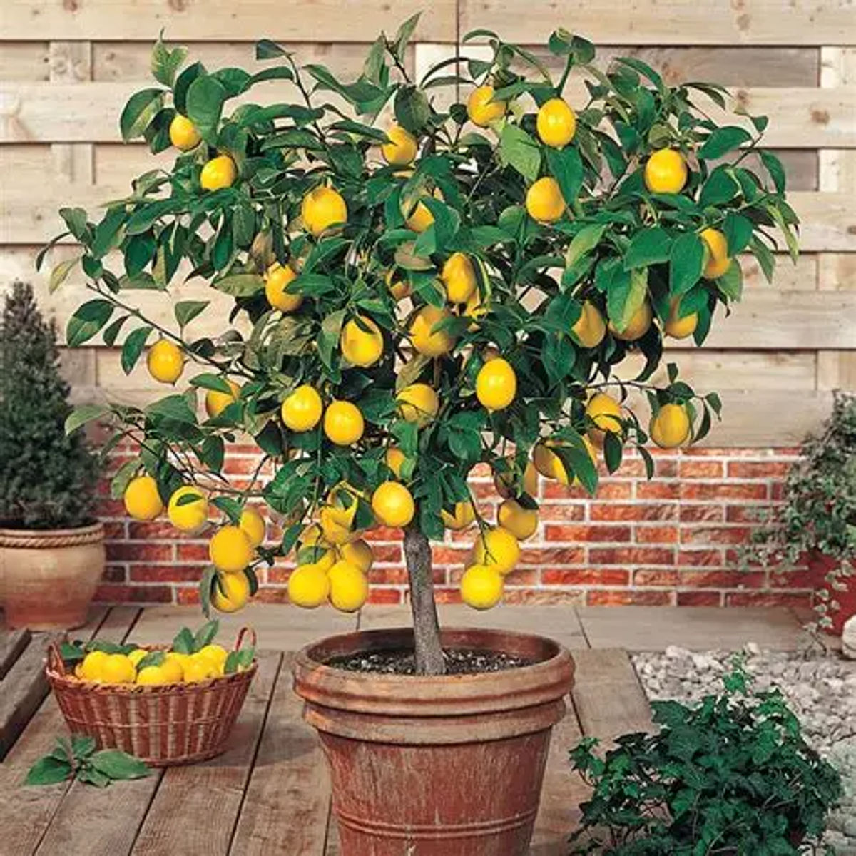 Lamai Citrus Lemon, ghiveci 5 L, H 60-80 cm