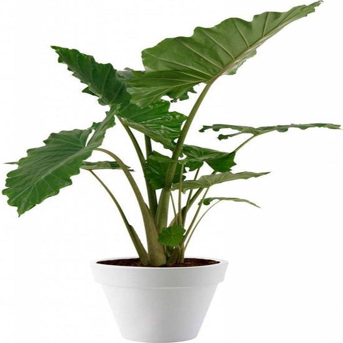 Planta Alocasia Macrorrhiza, frunze mari, H 110-120