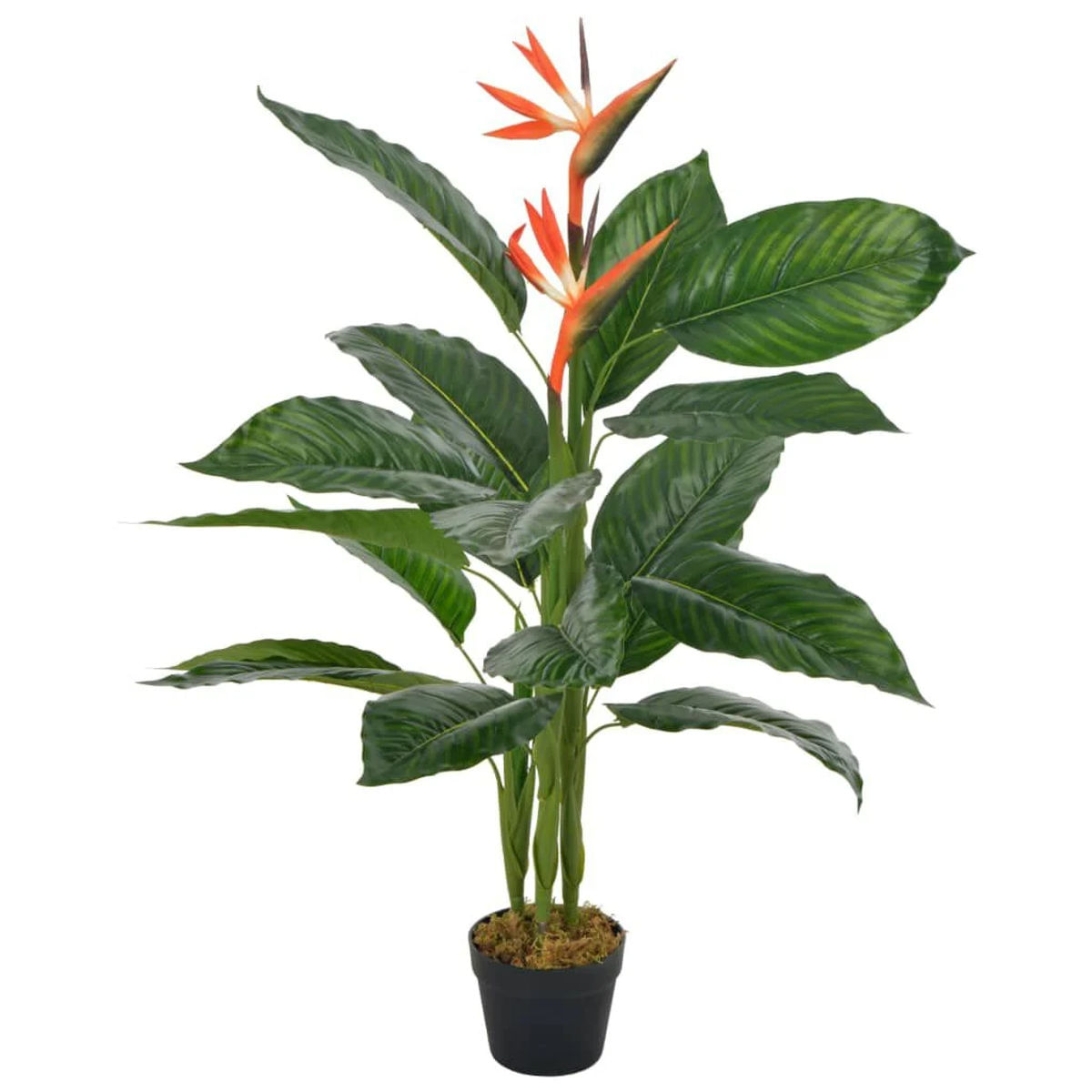 Planta naturala Strelitzia, H 45 cm