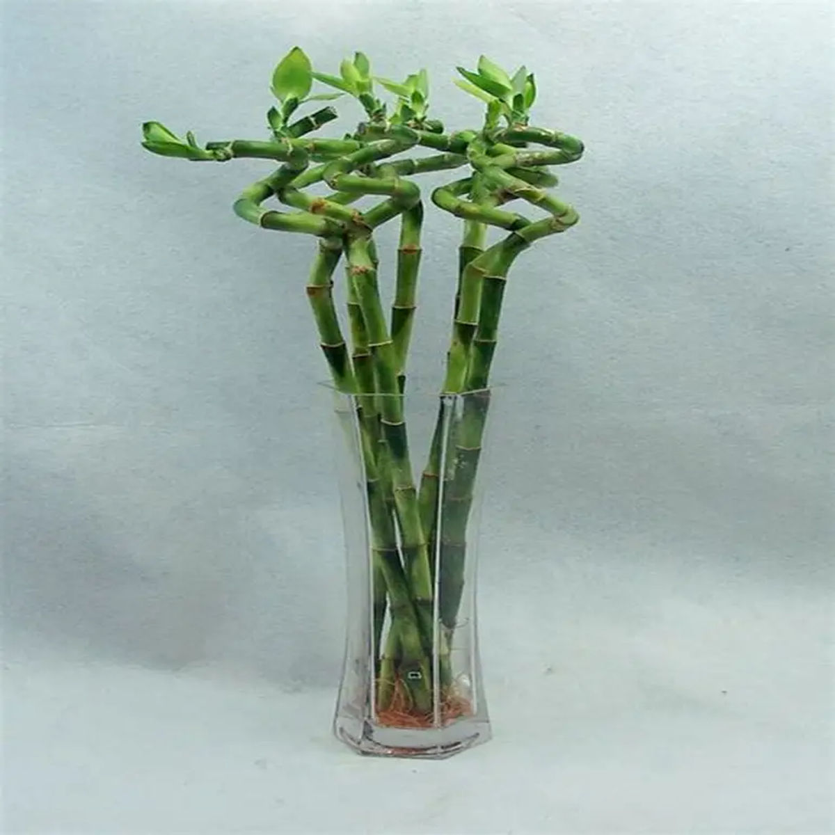 Bambus Norocos, Dracaena Sanderiana H 50 cm