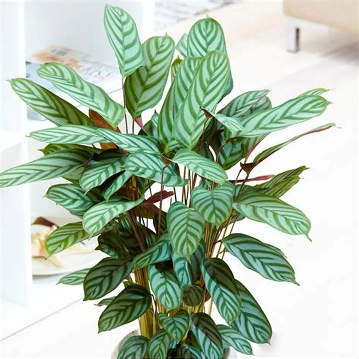 Planta naturala Calathea Oppenheimianan Gigant, H 75-85 CM