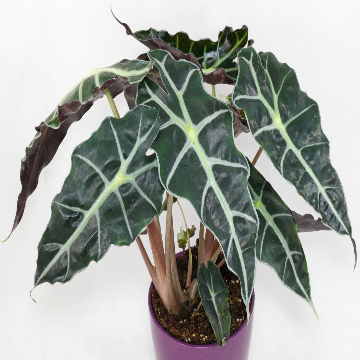 Planta Alocasia polly, Urechea elefantului, H 40cm