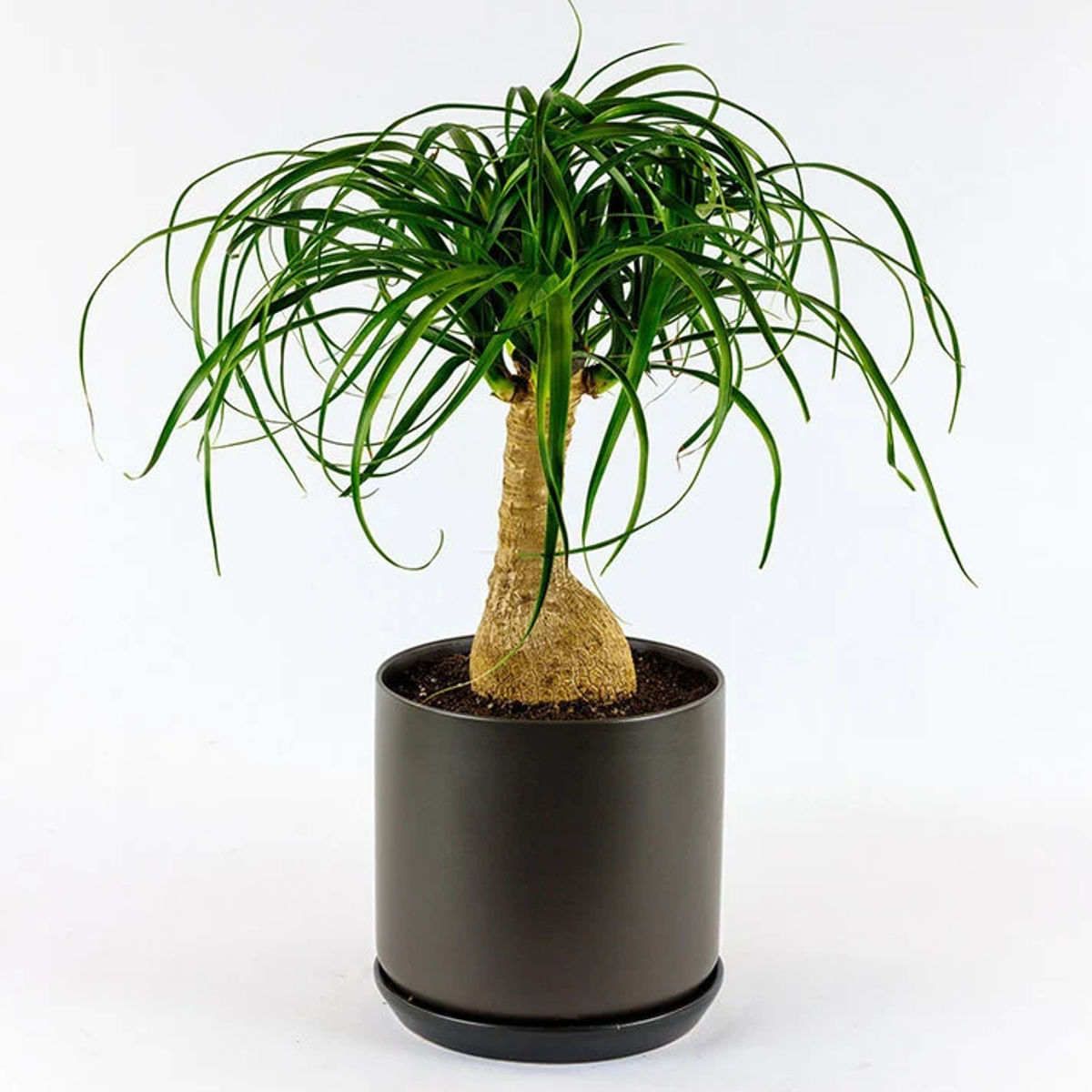 Planta Nolina beaucarnea, H 40 cm