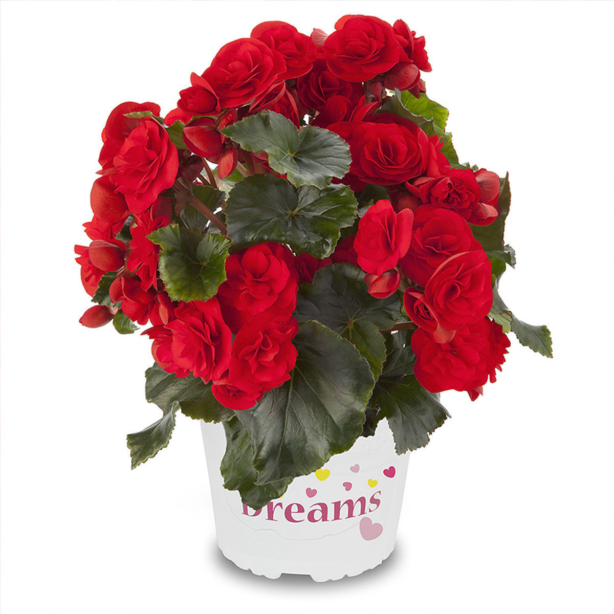 Begonia mixt, H 35 cm