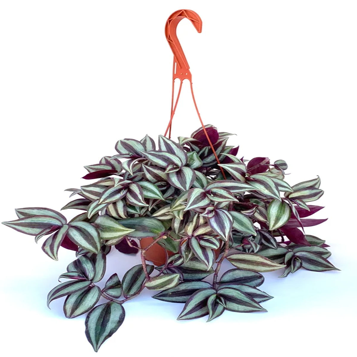 Planta naturala de apartament Tradescantia Zebrina, H 30 cm