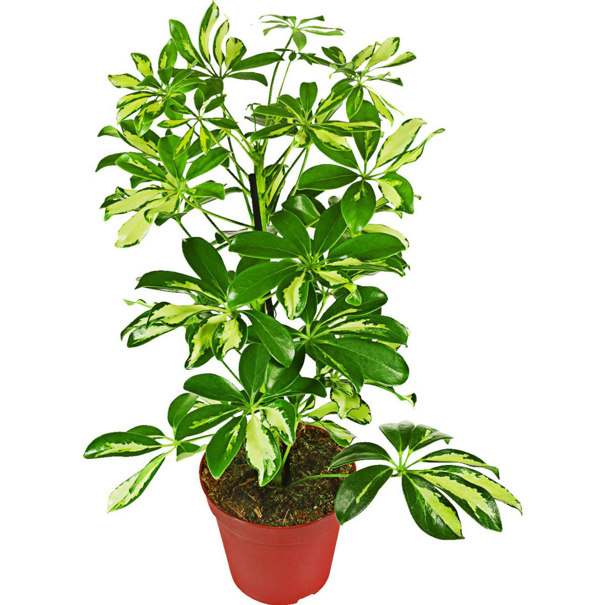 Planta Trinette Variegated Schefflera, H 45 CM