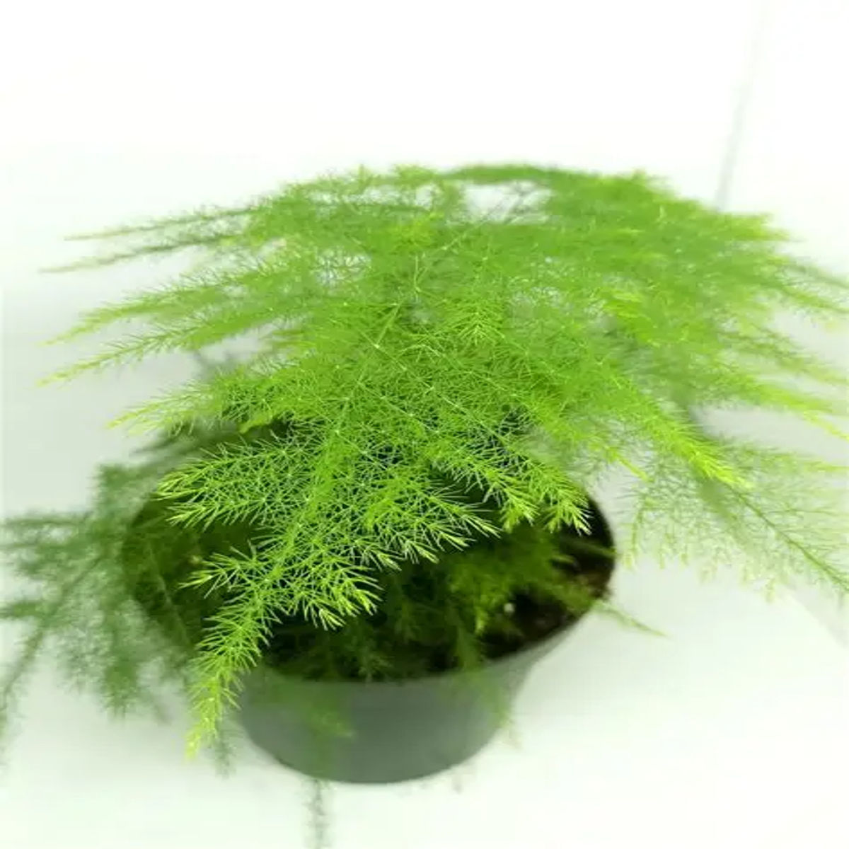 Asparagus Setaceus agat, H 50 cm