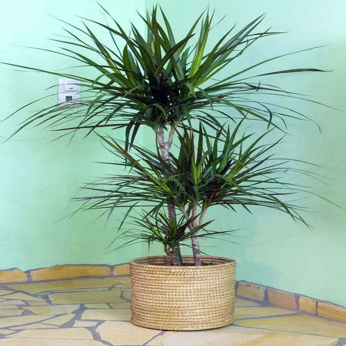 Dracaena marginata planta naturala, H 120-140 cm