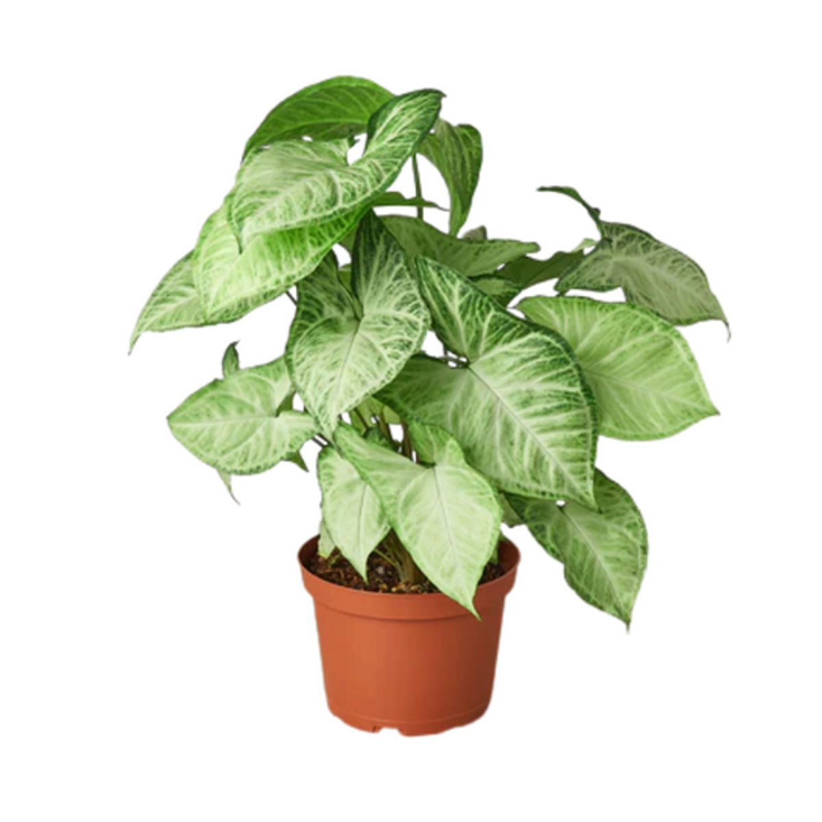 Planta Syngonium podophyllum, H 30-45 cm