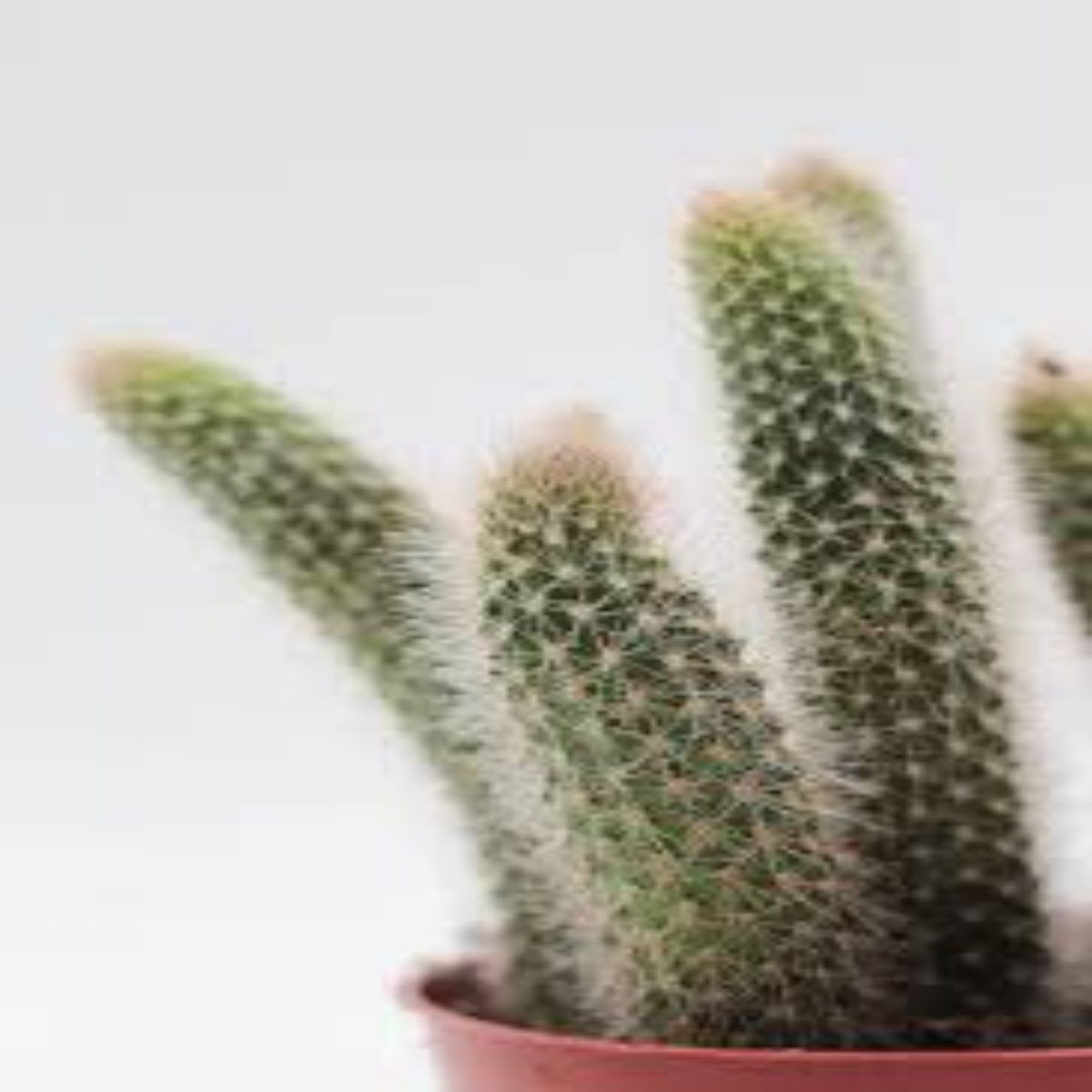 Cactus hildewintera colademononis, H 15 cm