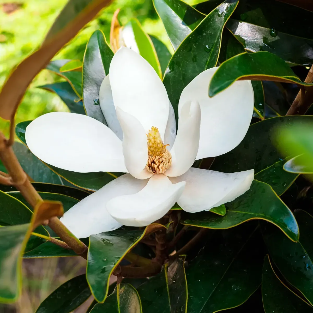 Magnolia Grandiflora Kay Parris, H 60 CM