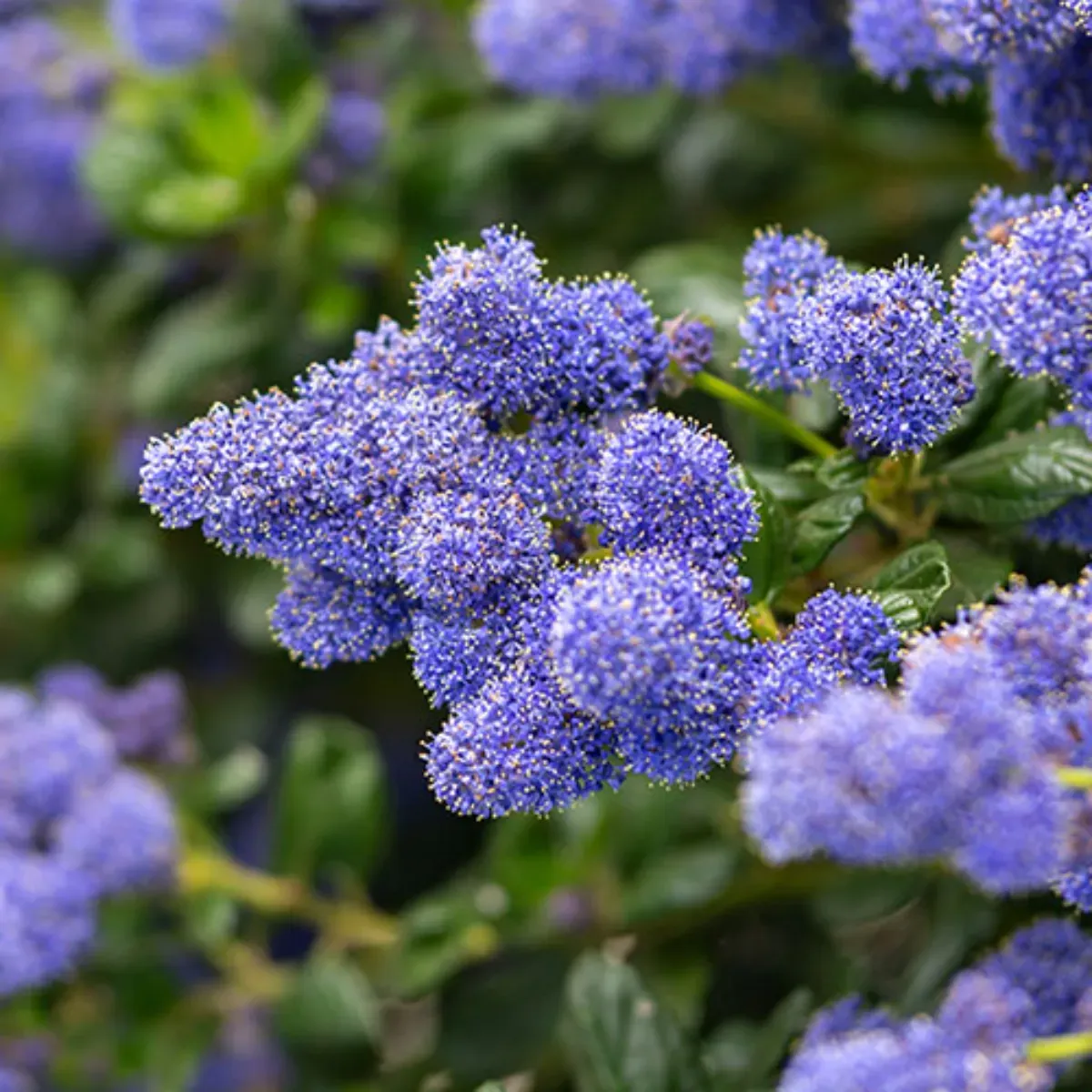 Ceanothus thyrsiflorus var repens, H 60 cm