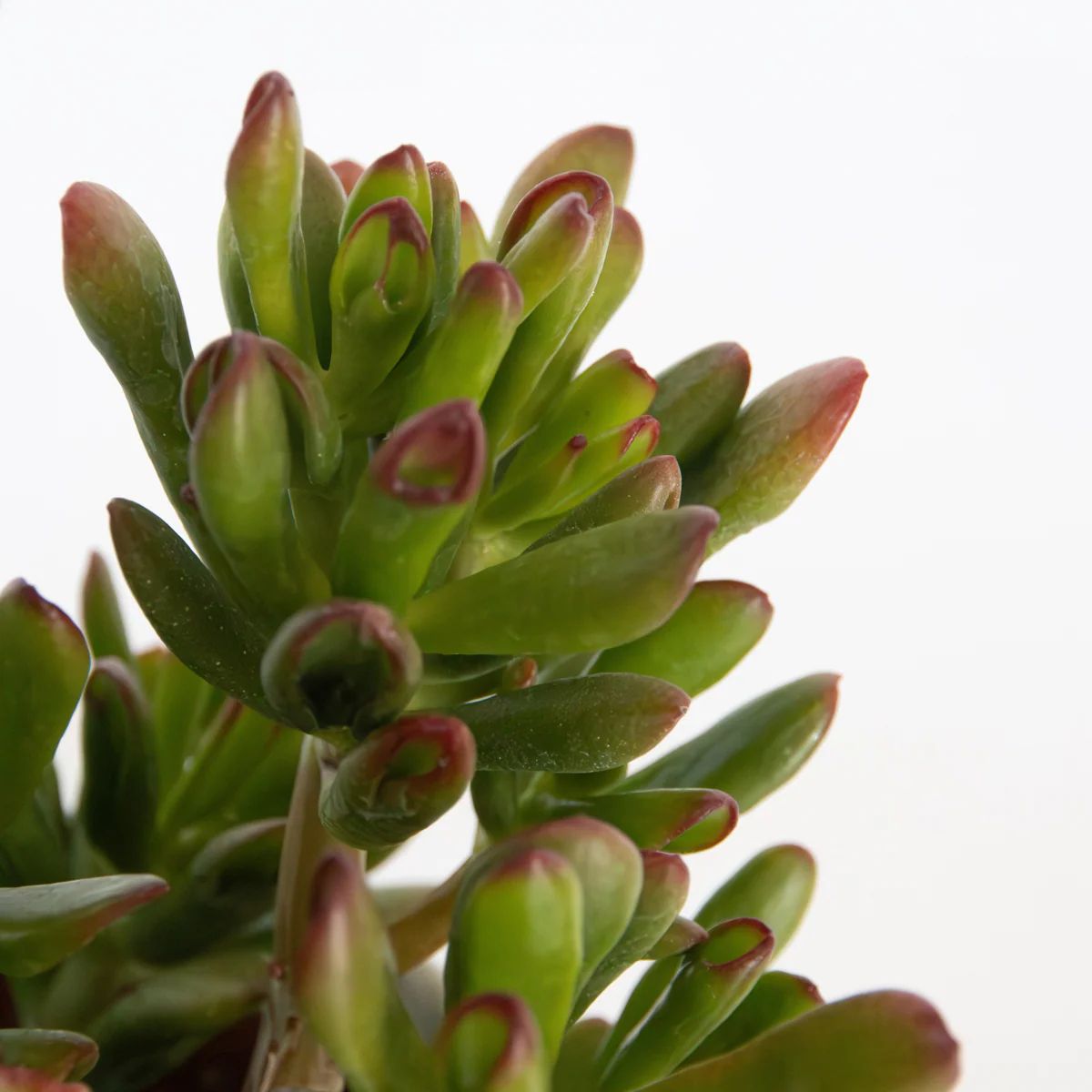Planta naturala Crassula Hobbit, H 40-50 cm